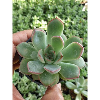 ต้นไม้อวบน้ำ ต้นกุหลาบหิน  Echeveria Pullidonis  #succulents #Echeveria