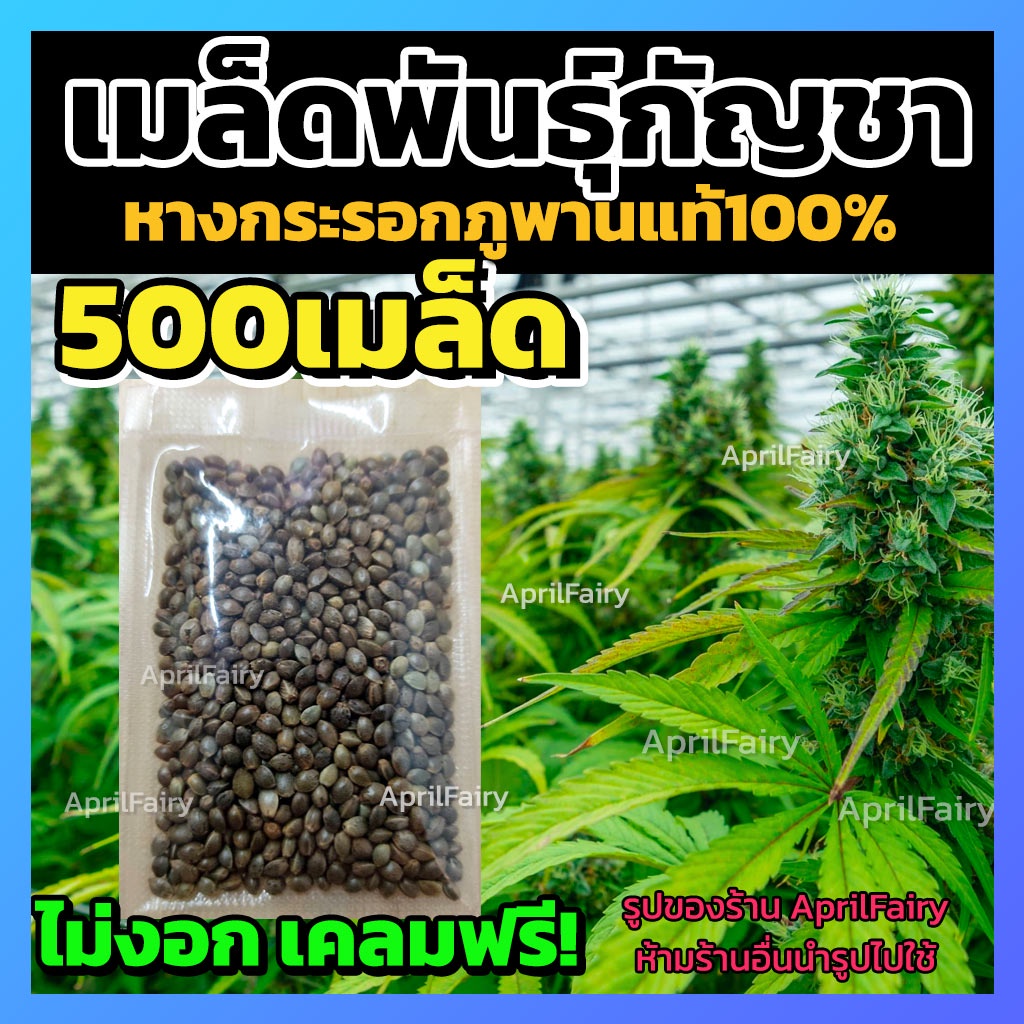 เมล็ดกัญชา หางกระรอกภูพาน เมล็ดพันธุ์แท้100% มีเมล็ดแถมให้ทุกซอง++ ไม่งอกเคลมฟรี++ [500+เมล็ด]