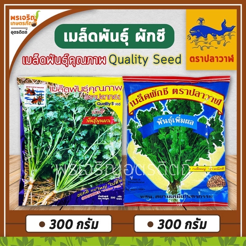 เมล็ดพันธุ์ผักชี ผักชีพูนผล ผักชีเพิ่มผล ผักชีบิ๊กเอ (300 กรัม) เมล็ดผักชีถุงใหญ่ เมล็ดผักชีปลาวาฬ เ