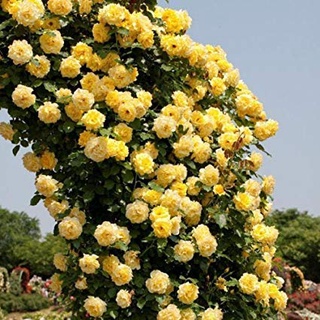 25เมล็ด เมล็ดกุหลาบ อังกฤษ พันธุ์เลื้อย สีเหลือง กุหลาบหนู Rose seeds