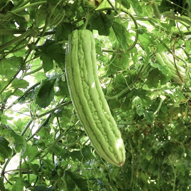 มะละจีน 1 กิโล (ลูกโตๆ)ปลอดภัยไร้สารเคมี บริโภคเองด้วยครับ😊 ⭐️สดๆจากไร่ใหม่ใหม่จากต้น พร้อมส่งถึงมือคุณทุกวัน😊🥒 - รูปที่ 4