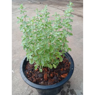 ต้นพันธุ์สวีท มาร์จอแรม (Sweet Marjoram) กระถาง 8 นิ้ว