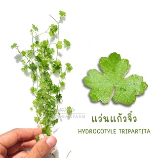 แว่นแก้วจิ๋ว ไม้เลื้อยหน้าตู้ กลางตู้ - HYDROCOTYLE TRIPARTITA ต้นไม้น้ำ