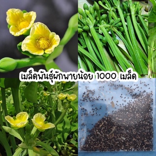 เมล็ดพันธุ์ผักพายน้อย ผักกาดจ้อง บัวกวัก 1000 เมล็ด