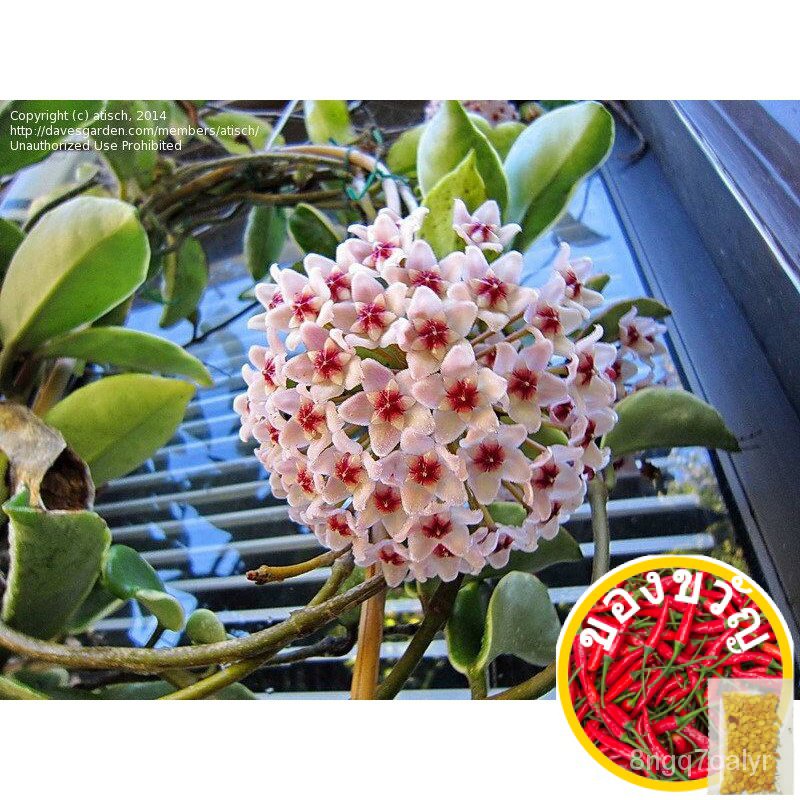 HOYA carnosa variegated, WAX, HARDY Tropical flowering epiphyte! (แขวน) (0.2M) เมล็ด ED O2ZP