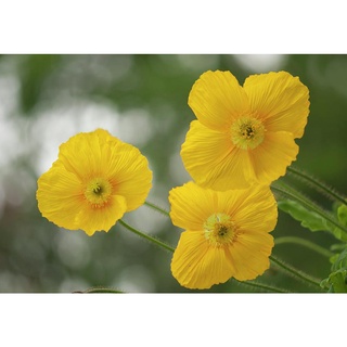 ไอซ์แลนด์ป็อปปี้ papaver nudicaule iceland poppy 1000 เมล็ด นำเข้าอังกฤษ