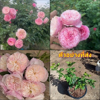 (1กระถาง) ต้น ดอก กุหลาบ Constance Rose คอนสแตนซ์ คอนสแตนท์ คอนสแตน buncha