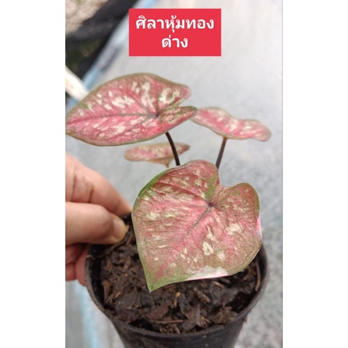 ศิลาหุ้มทองบอนสี บอนสีศิลาหุ้มทองด่าง กระถาง 4 นิ้ว