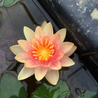 10 เมล็ด เมล็ดบัว สีส้ม นำเข้า บัวนอก สายพันธุ์เมล็ดบัว Waterlily Nymphaea Seeds