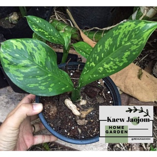 🌿นางพญาหงสาวดี 🧝‍♀   Dieffenbachia