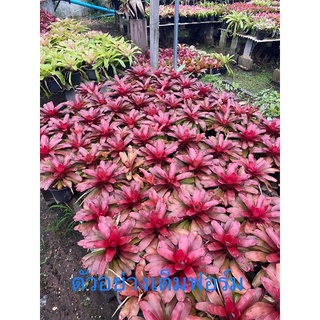 หน่อ-แฟรี่ไนซ์# เกรส #ต้นสับประรดสี#สับปะรดสี##bromeliad# ต้นไม้สวยงาม# ไม้ประดับ# ใบสีสวย