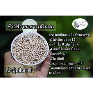 ข้าวฟ่างขาวอาหารเสริมนก