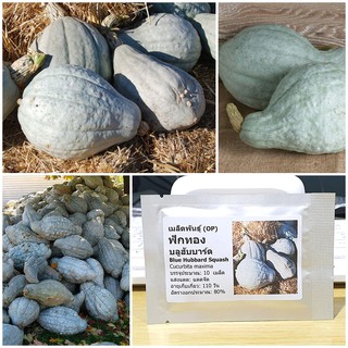 เมล็ดพันธุ์ ฟักทอง บลูฮับบาร์ด (Blue Hubbard Squash Seed) บรรจุ 10 เมล็ด คุณภาพดี ของแท้ 100%