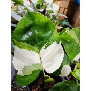 ฟิโลเดนดรอน ไวท์ ไนท์ Philodendron white knight (อัศวินขาว)