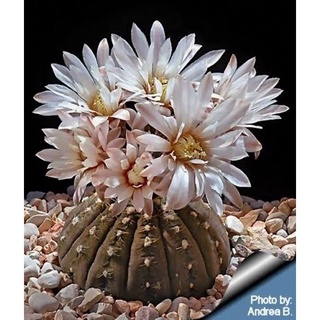 ยิมโน จานบิน Gymnocalycium Ragonesei กระถาง 2 นิ้ว