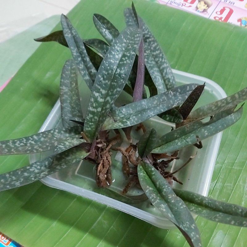 รองเท้านารี เหลืองพังงา(ชุด 5 ต้น)
