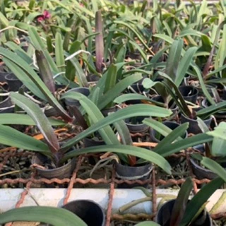 กล้วยไม้ช้างนิ้ว ต้นเล็ก Rhynchostylis gigantea หลากสายพันธุ์