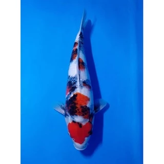 ZenKoi Red กระสอบ 20 Kg.สูตรเร่งสี เร่งโต เสริมภูมิคุ้มกัน สวยครบจบในถุงเดียว สำหรับปลาคาร์ฟปลาทอง ปลาสวยงาม