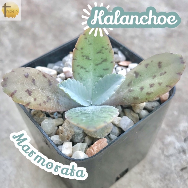 [คาลันโชลายเสือ] Kalanchoe Marmorata ส่งพร้อมกระถาง แคคตัส Cactus Succulent Haworthia Euphorbia ไม้หายาก พืชอวบน้ำ