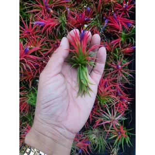 1ต้น ทิลแลนเซีย สัปรดอากาศ ทิลแลนเซีย (Tillandsia ionantha)