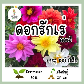 เมล็ดพันธุ์ ดอกรักเร่คละสี 100เมล็ด