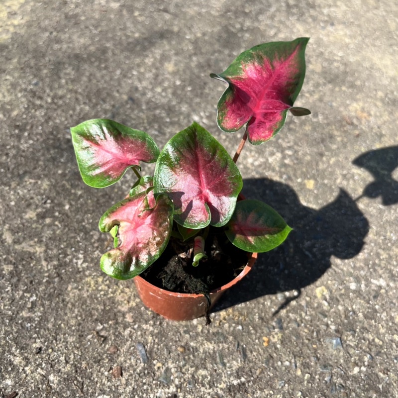 มุมมอง 3