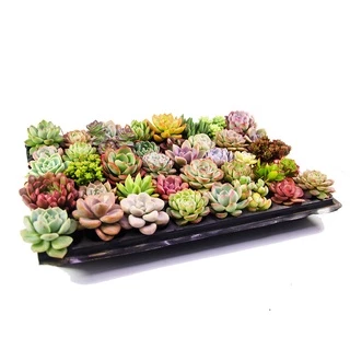 เมล็ดพันธุ์ กุหลาบหิน ไม้อวบน้ำ แคคตัส กระบองเพชร คละลายถูกที่สุด100 เมล็ดปลูกง่ายโตไว