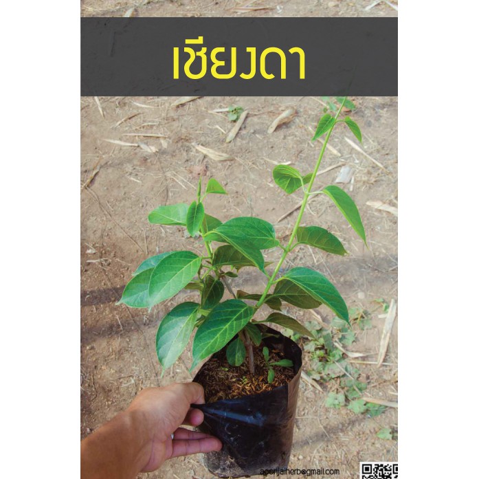 เชียงดา 3 ต้นพร้อมปลูก ใบดกรากเดินพร้อมปลูก