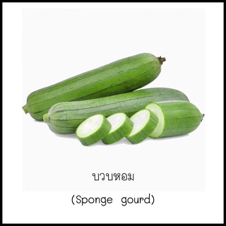 เมล็ดบวบหอม (Sponge gourd) 5 เมล็ด [10 แถม 1 คละได้]