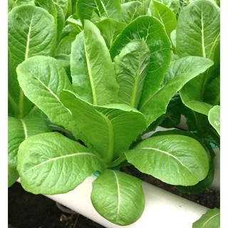 เมล็ดผักอินทรีย์ เมล็ดพันธุ์ผักสลัด เมล็ดผักสลัด 200-300 เมล็ด 20 บาท [10 แถม 1 คละได้]
