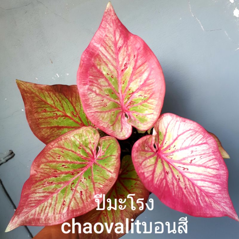 ปีมะโรง บอนสี Caladium