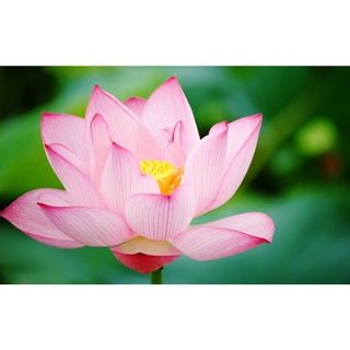 7 เมล็ด เมล็ดบัว สีชมพู ดอกใหญ่ สายพันธุ์เมล็ดบัว ดอกบัว Lotus seeds.