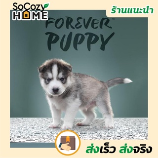 💗พร้อมส่ง💗🔥ส่งเร็ว🔥 Forever Puppy แผ่นรองซับ แผ่นซับน้ำ รองฉี่ ซักเครื่องได้ สีขาวดำ สำหรับสัตว์เลี้ยง แบบ 3 ชั้น