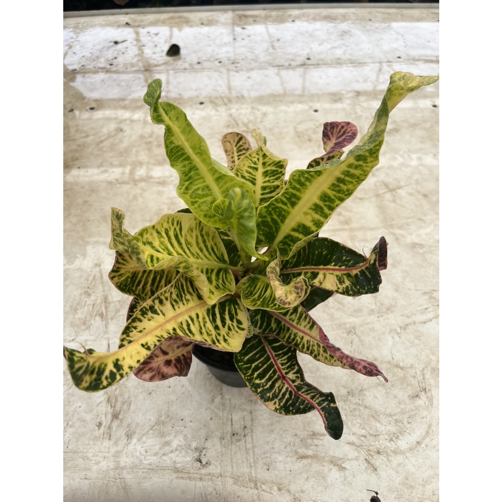 มุมมอง 4