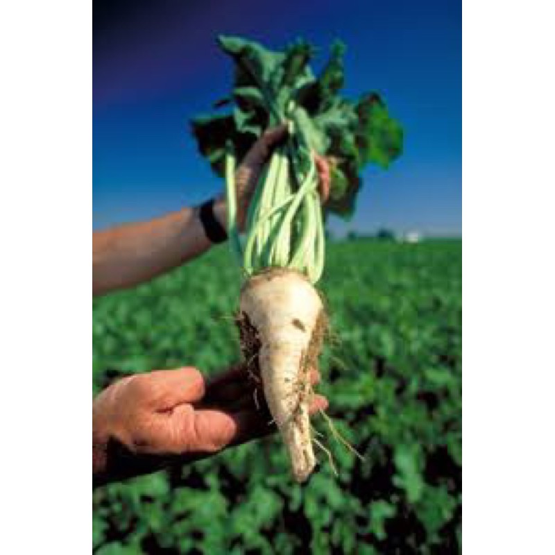 เมล็ดพันธุ์ ชูการ์บีท หรือ หัวน้ำตาล ( Sugar Beet ) บรรจุ 30 เมล็ด ใช้ทำน้ำตาลทดแทนน้ำอ้อย
