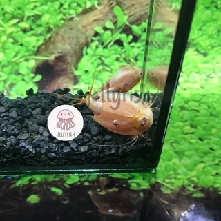 ไข่ไทรออปส์ ไข่Triops ไข่กุ้งไดโนเสาร์ กุ้งไดโนเสาร์