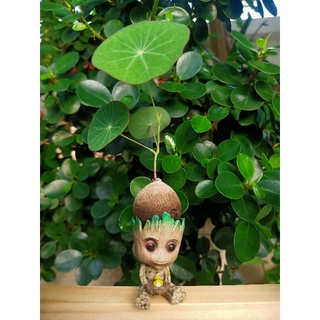 กระถางจิ๋วประดับต้นไม้#กระถางตุ๊กตา#Babygroot