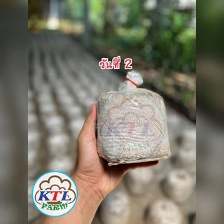 ก้อนเชื้อเห็ดแครงหรือเห็ดตีนตุ๊กแก 4 ก้อน