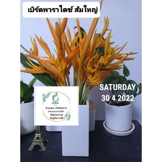 หน่อเหง้าเบิร์ดออฟพาราไดซ์ แดง❤ ส้ม🧡ชมพู💖 ต้นไม้ประดับรั้ว ตกแต่งสวน