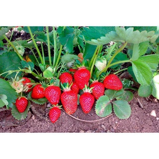 READY STOCK!!!
FAST DELIVERY!! Benih Strawberry Tahan Panas F1-50 Benih SS 60สร้อยข้อมือ/บุรุษ/เด็ก/ดอกไม้/ทานตะวัน/ผักช