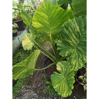 หูช้างด่างเหลือง,alocasia หูช้างด่างเหลือง