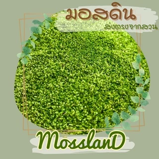 มอสดิน แบบถุง สดใหม่ให้เยอะ รีวิวแน่น มอสจัดสวน มอสบอนไซ มอสสด มอส