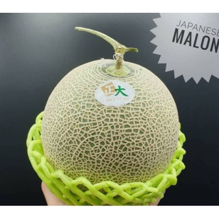 TOP-1แตงเมล่อนพันธุ์ญี่ปุ่น เนื้อเขียว Japanese Melon メロン (1ลูก) (THAI) 1.5KG UP ~ลดพิเศษ~ Cantaloupe แตงเมล่อนญี่ปุ่น