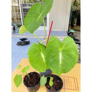 Colocasia nancy srevenge บอนสีเขียวลายสีขาวสวยมากๆ
