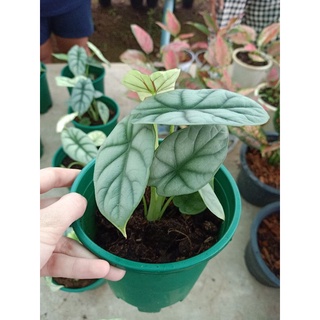 อโลคาเซีย ซิลเว่อร ดราก้อน  Alocasia silver dragon