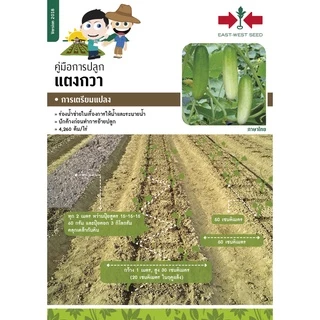 GGEW เมล็ดพันธุ์ซฟ แตงร้านบิ๊กกรีนพลัส ตราศรแดง Cucumber Big Green Plus