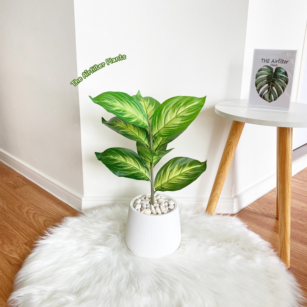 ต้นไม้ปลอม(ฟรี!!หินโรย) ต้นมงคลเศรษฐีสูง35-45ซม. ตั้งหน้าทีวี ตั้งโต๊ะและหัวเตียง ต้นไม้มงคล พร้อมกระถางและหินสีขาว - รูปที่ 4