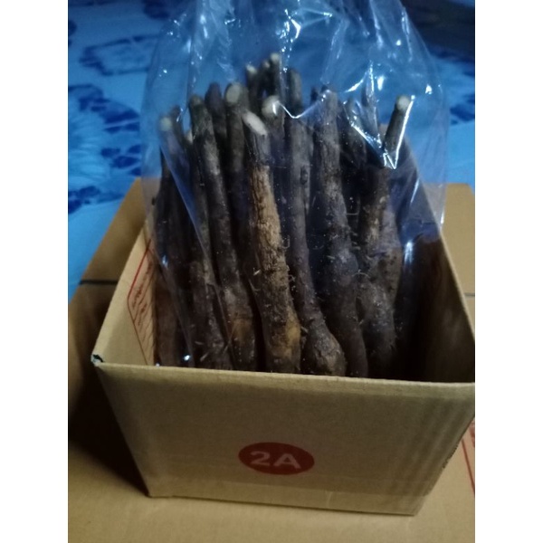 กล้าสักทอง เหง้าสักทอง ต้นพันธุ์สักทอง สำหรับปลูกรุ่นกลาง ชุดละ 50 เหง้า ราคา ถูกที่สุด ดีลบีเคเค แกลเลอรีภาพที่ 6