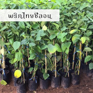 ต้นพริกไทย พริกไทยซีลอน  ความสูง 40-50 เซนติเมตร