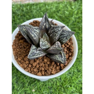 ไม้อวบน้ำ ฮาโวเทีย haworthia Forbidden city สวยเข้ม หน้าใบสวยมีเอกลักษณ์ #กระบองเพชร #แคคตัส #haworthia #forbiddencity